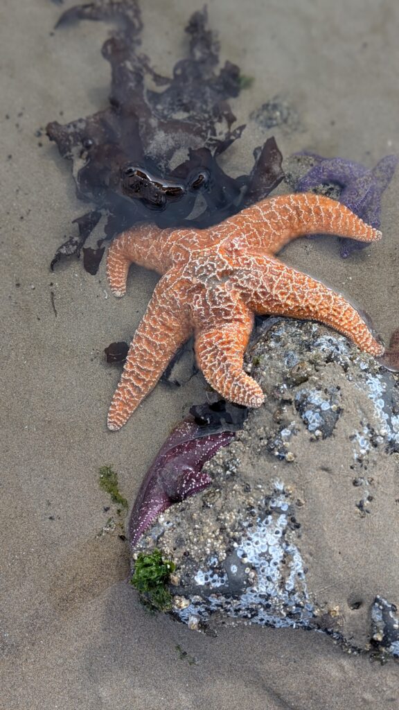a starfish on sand