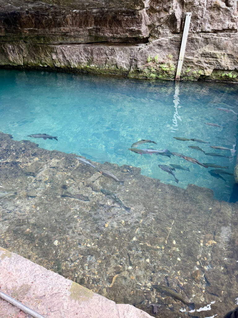 rainbow trout swimming in the spring at Roaring River State Park