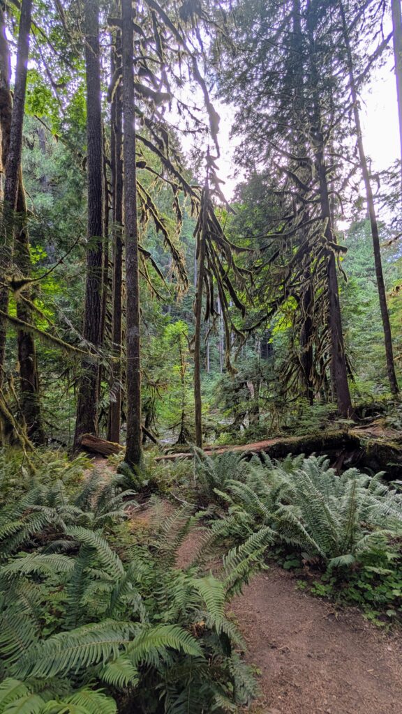 forest near Mount Hood